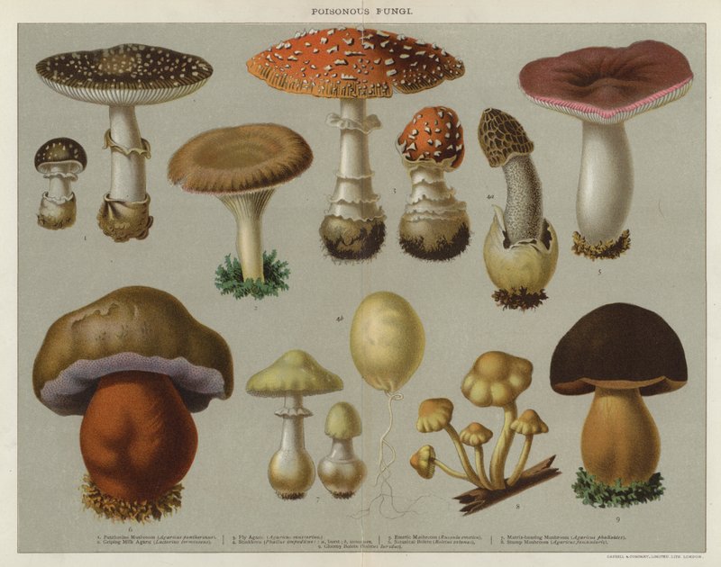 Giftige paddenstoelen door English School