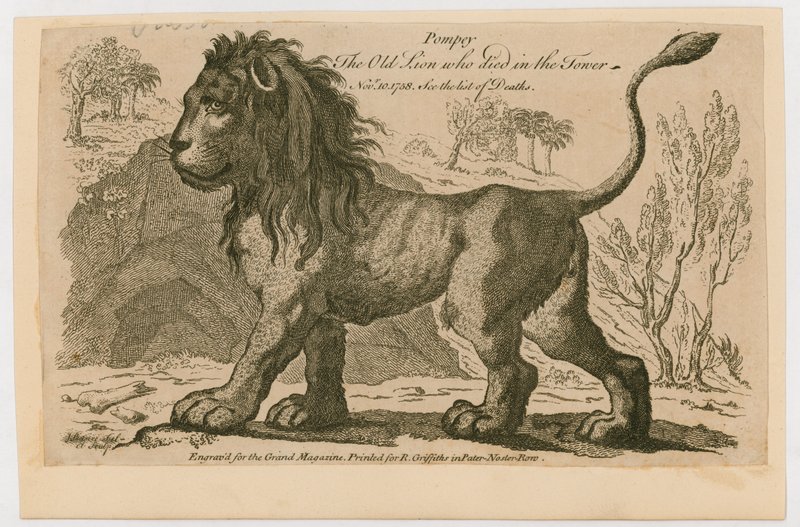 Pompey, de populairste leeuw in de Tower of London. 1758 door English School