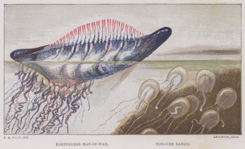 Portugese Man-of-War, Tongued Sarsia door English School