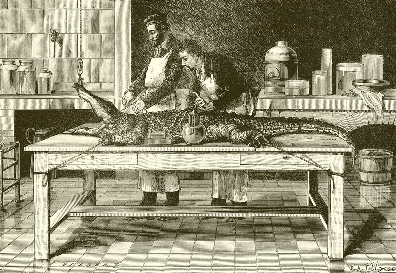 Kracht van de kaken van een krokodil door English School