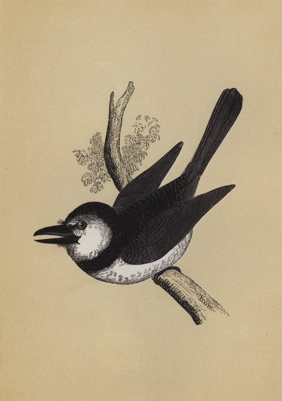 Pofvogel door English School