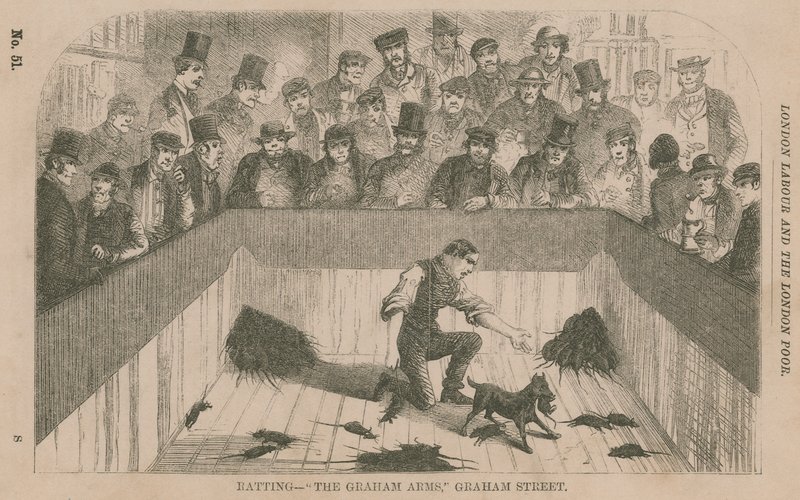 Ratten bij de Graham Arms, Graham Street, Londen door English School