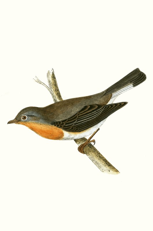 Roodborstvliegenvanger, illustratie uit 