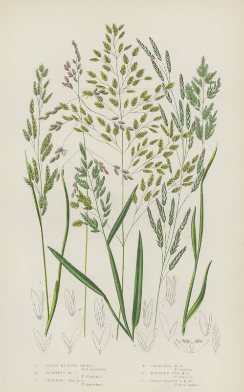 Riet Weidegras, Drijvend Weidegras, Kruipend Zee Weidegras, Teruggebogen Weidegras (kleur litho) door English School