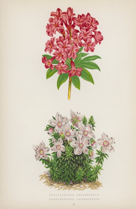 Rhododendron Ferrugineum; Rhododendron Chamaecistus door English School