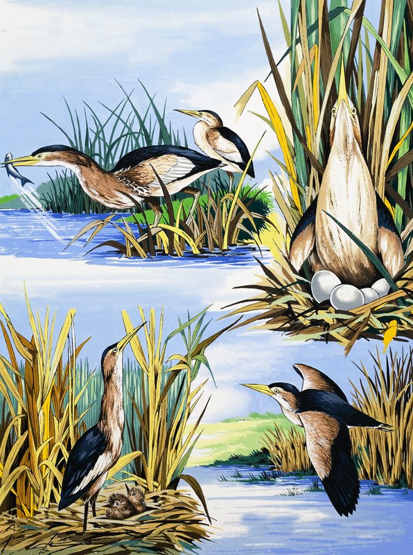 Rivier vogels montage door English School
