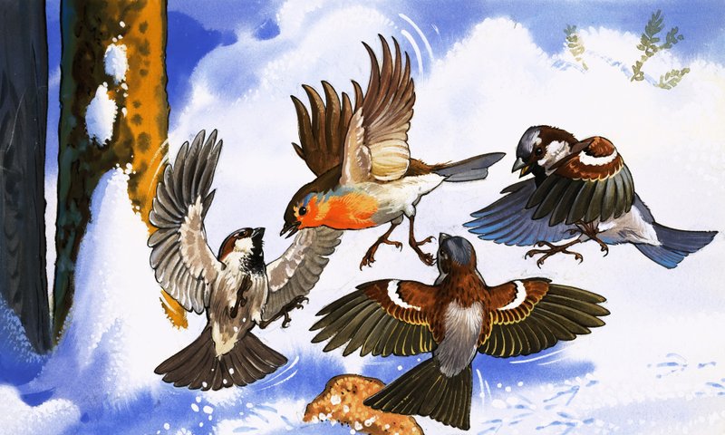 Roodborstje vecht met andere vogels door English School