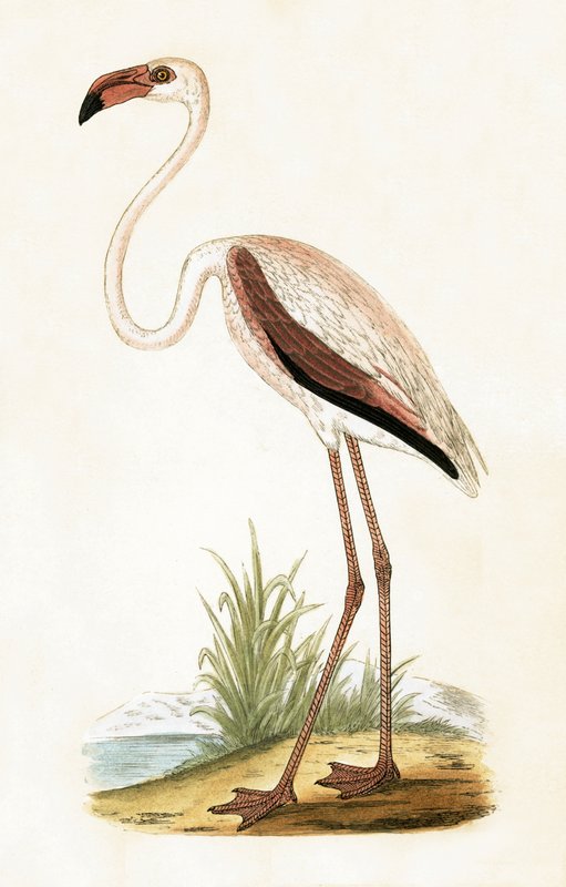 Roze flamingo, illustratie uit 