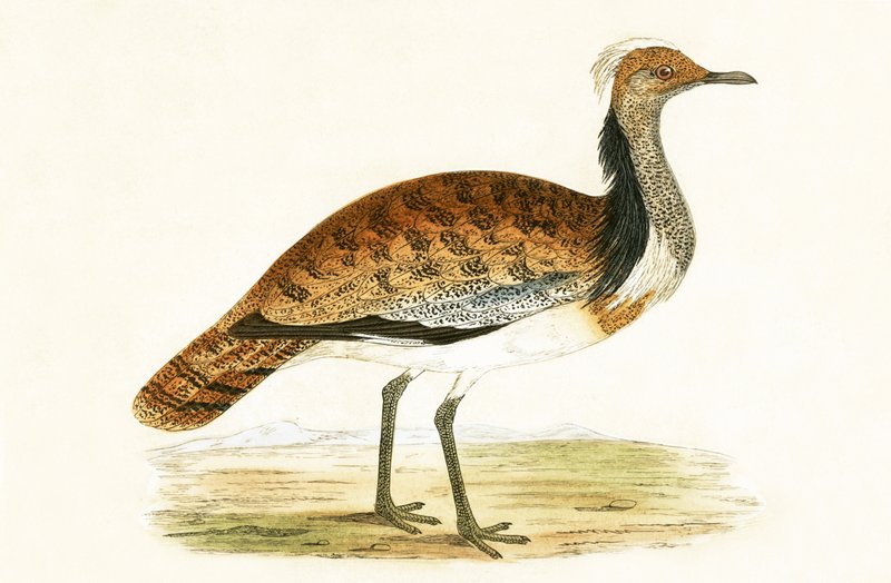Ruffed Bustard, illustratie uit 