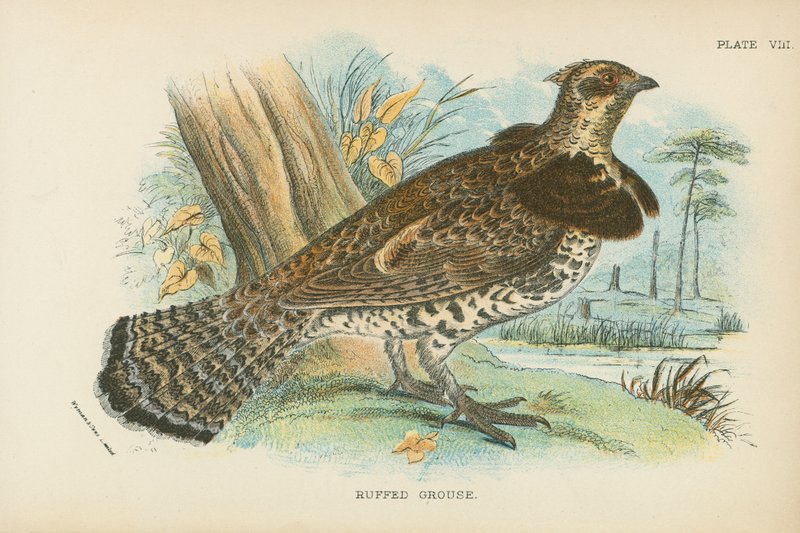 Ruffed Grouse door English School