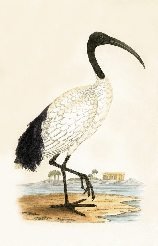 Heilige Ibis, illustratie uit 