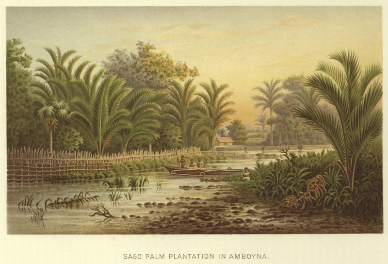 Sago Palm Plantage in Ambon door English School