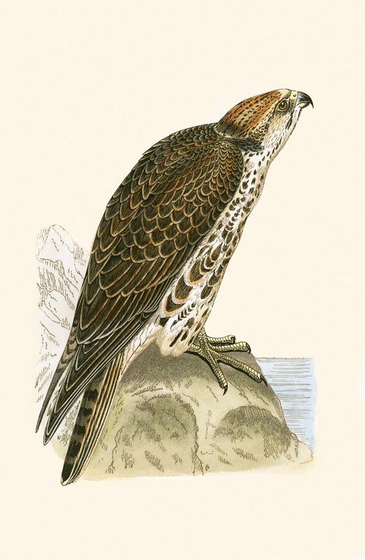 Saker Falcon, illustratie uit 