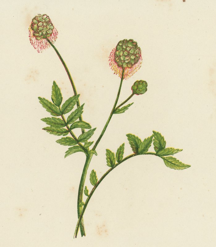 Salade Burnet, Poterium Sanguisorba door English School