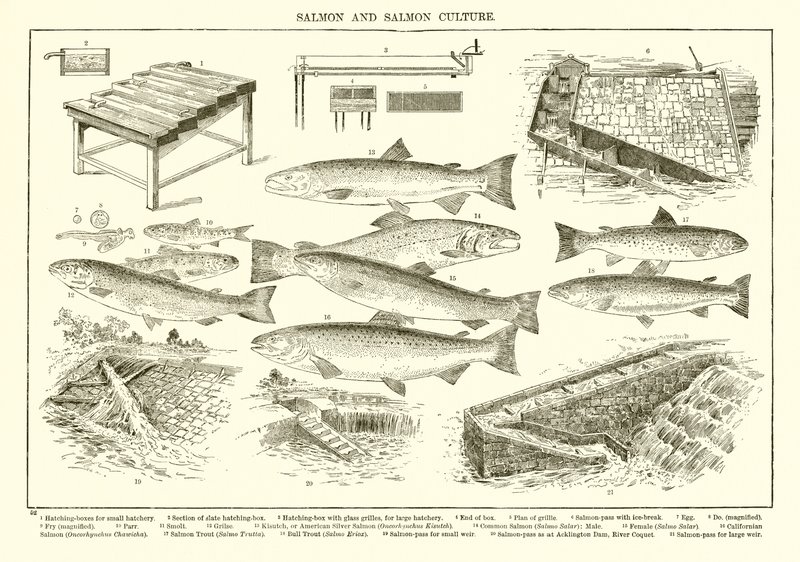 Zalm en Zalmcultuur door English School