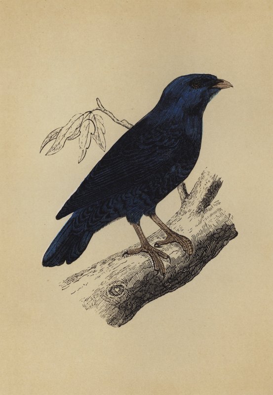 Satijnvogel door English School
