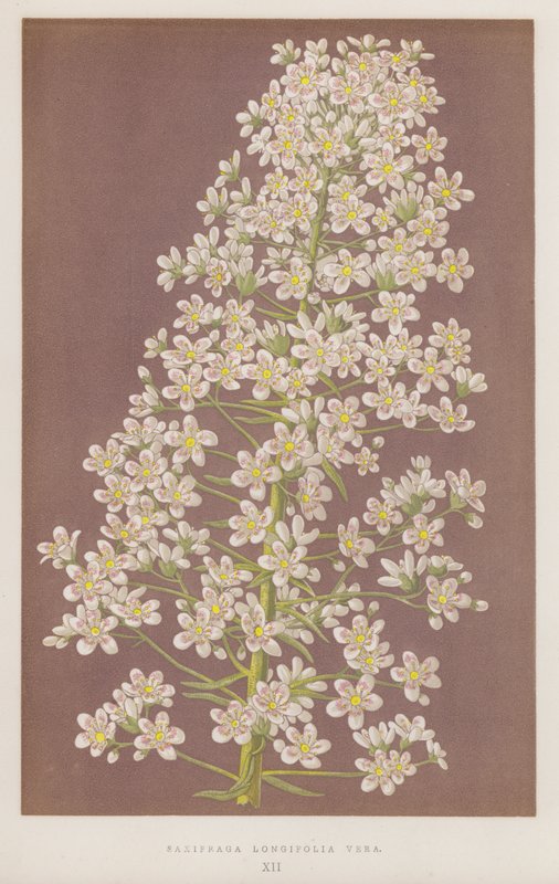 Saxifraga Longifolia Vera door English School
