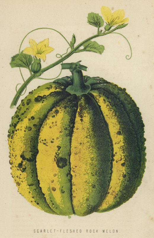 Scharlaken-vlezige Rotsmeloen door English School