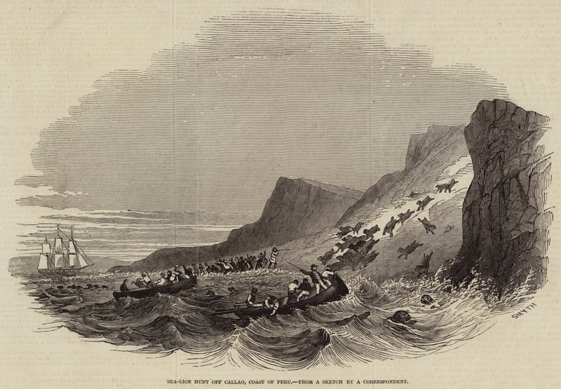 Zeeleeuwenjacht bij Callao, Kust van Peru (gravure) door English School