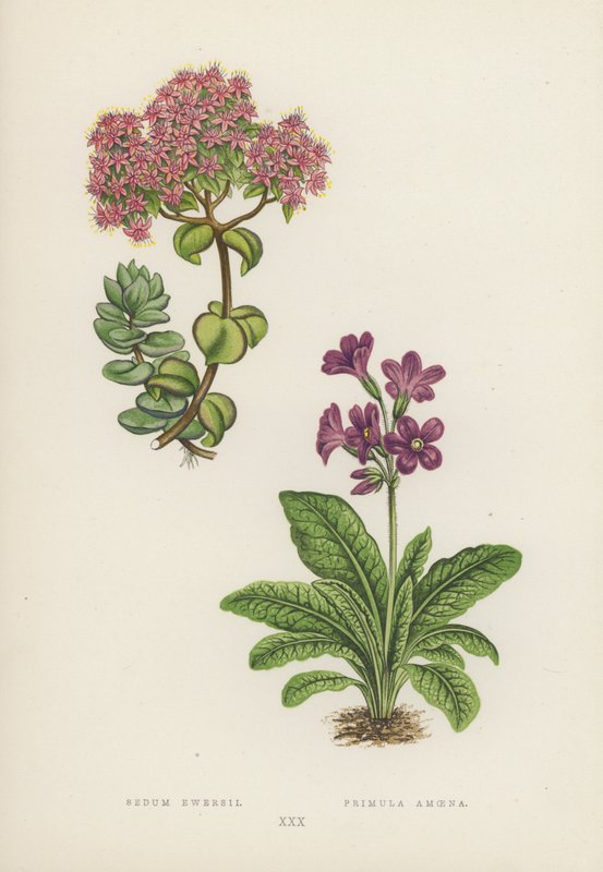 Sedum Ewersii; Primula Amoena door English School