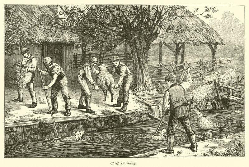 Schapen wassen door English School