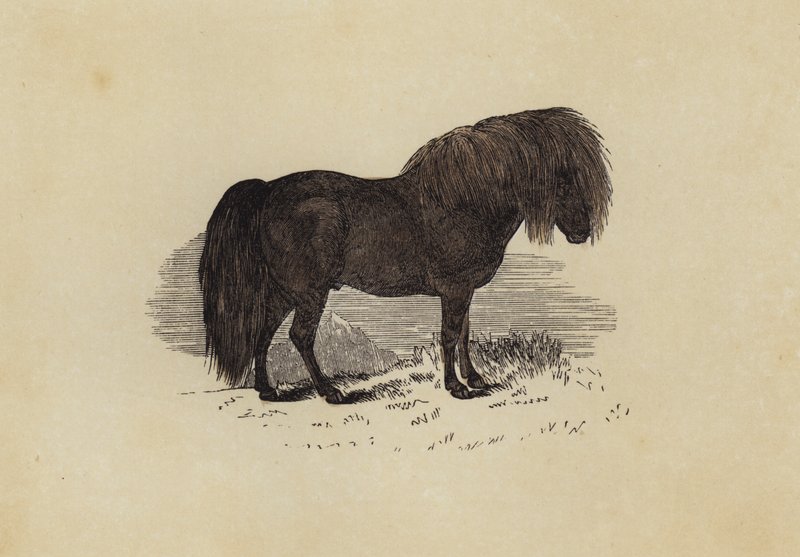 Shetland pony door English School