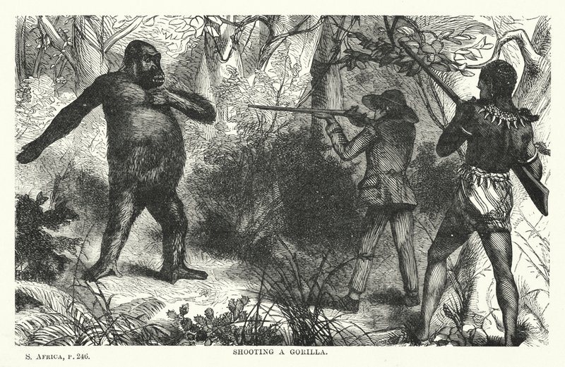 Een gorilla neerschieten door English School