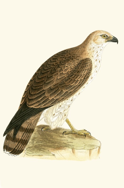Kortteenarend, illustratie uit 