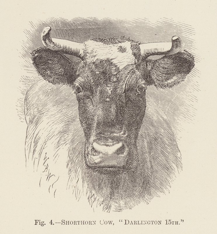 Shorthorn Koe, "Darlington 15e" (gravure) door English School