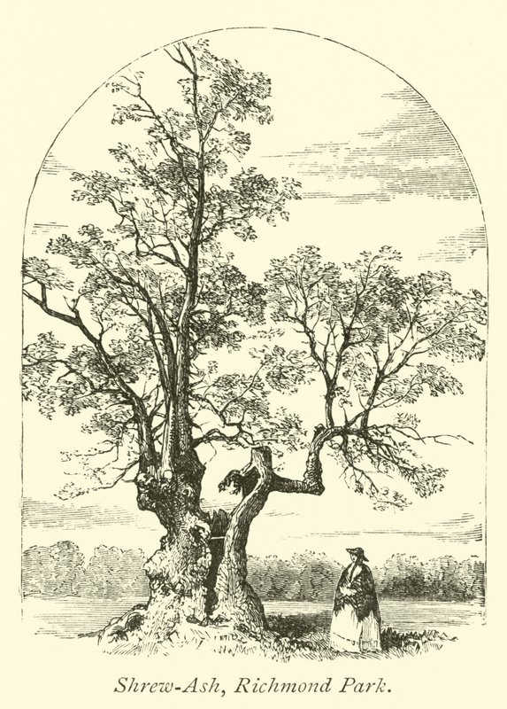 Shrew-Ash, Richmond Park door English School