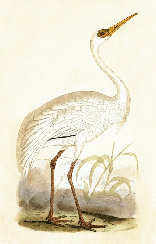 Siberische kraanvogel, illustratie uit 