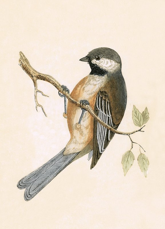 Siberische mees (illustratie uit 