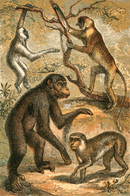 Zilveren gibbon, neusaap, chimpansee en berberaap door English School
