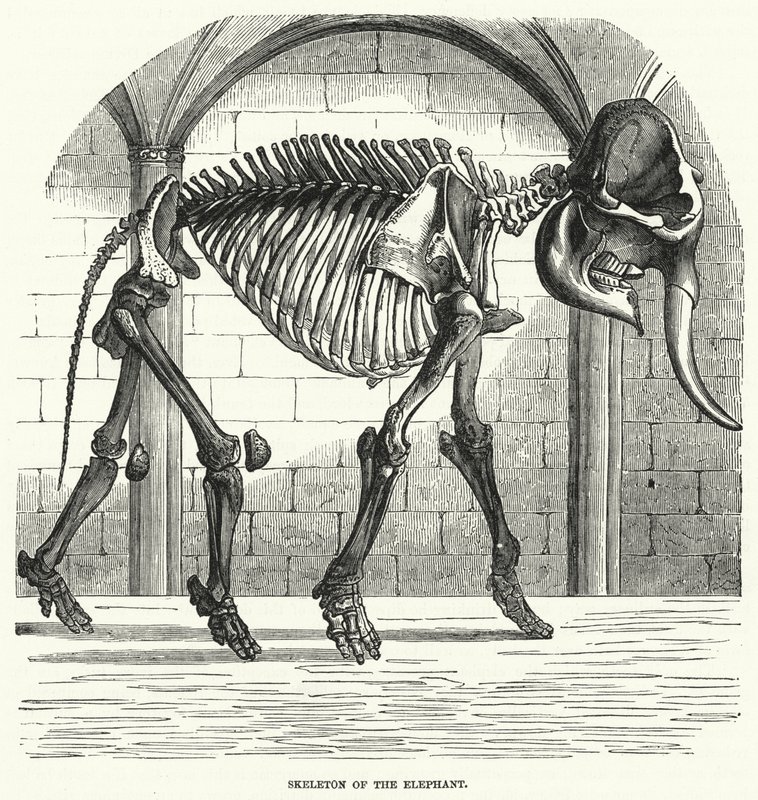 Skelet van de olifant door English School