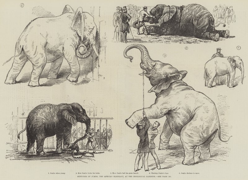Schetsen van Jumbo, de Afrikaanse olifant, in de dierentuin door English School