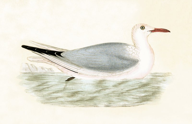 Slender Billed Gull, illustratie uit 