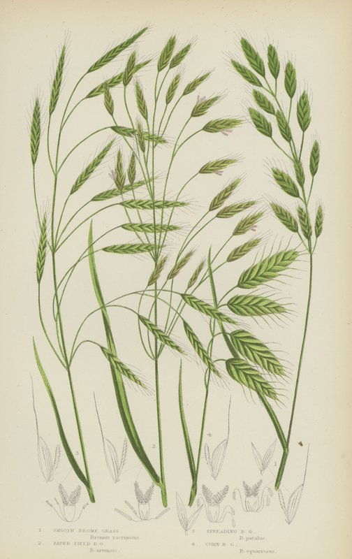 Gladde Bromus, Taps Veld Bromus, Verspreidende Bromus, Koren Bromus door English School