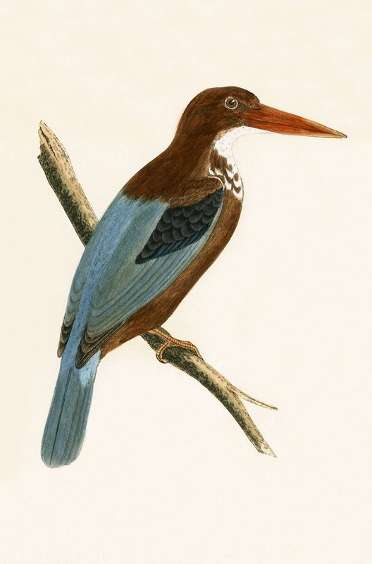Smyrna IJsvogel, illustratie uit 
