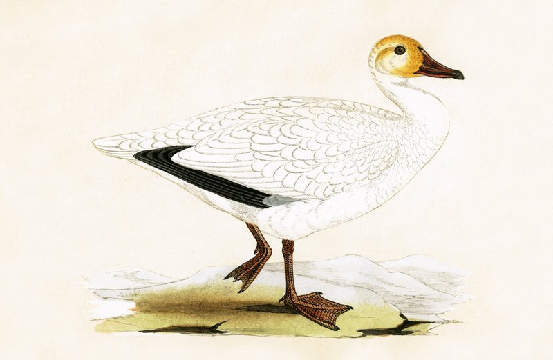 Sneeuwgans, illustratie uit 