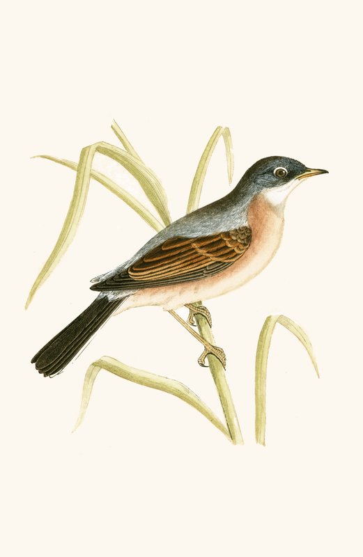 Brilgrasmus, illustratie uit 