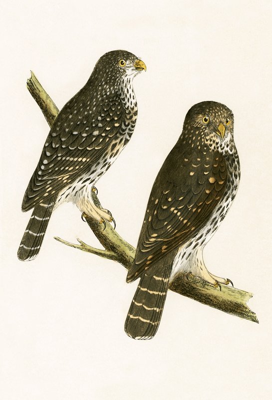 Strix Pusilla, illustratie uit 