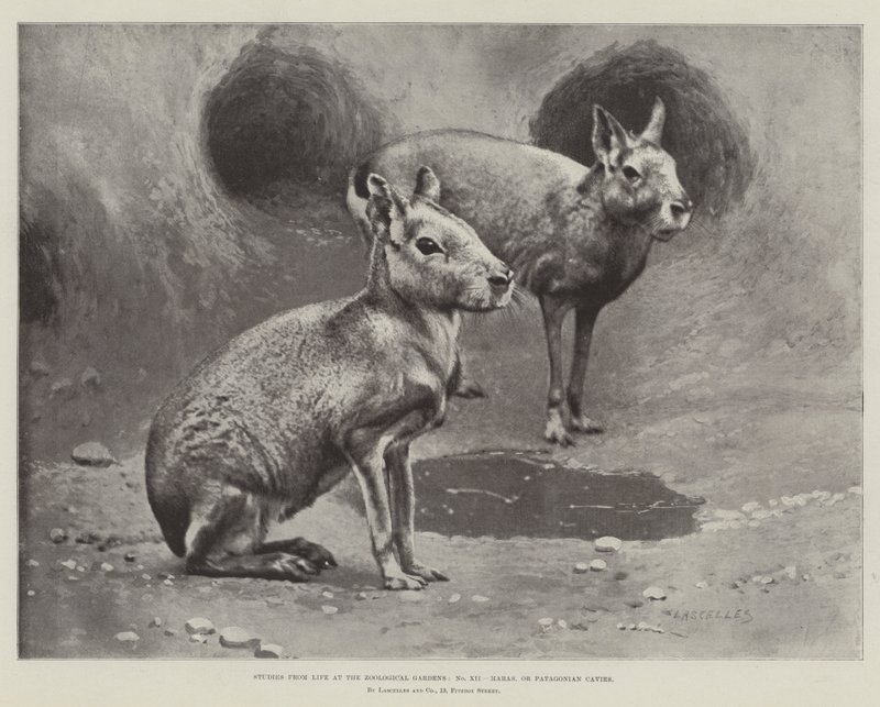 Studies uit het leven in de dierentuin, Maras of Patagonische cavia