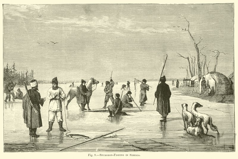 Steurvissen in Siberië door English School