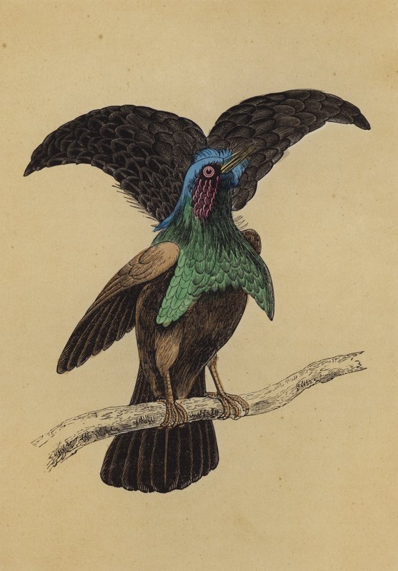 Superb Vogel van het Paradijs door English School