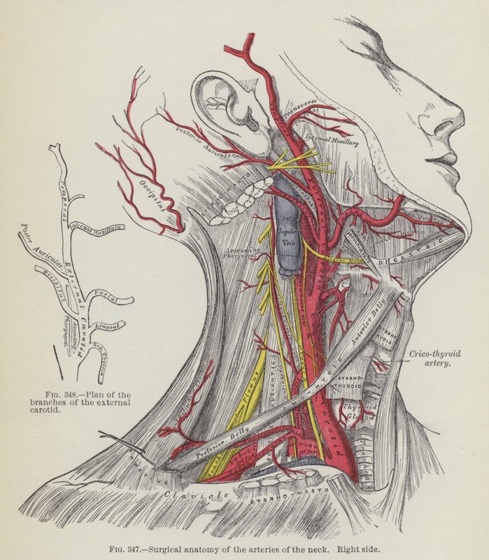 Chirurgische anatomie van de slagaders van de nek, rechterkant door English School