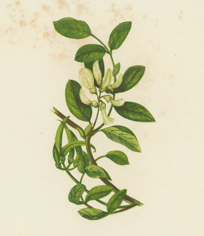 Zoete Melkvetch, Astragalus Glyciphyllus door English School