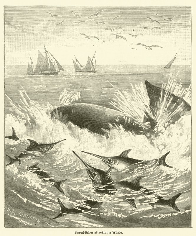 Zwaardvissen die een Walvis aanvallen door English School