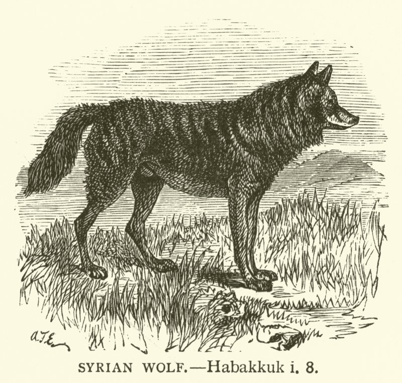 Syrische Wolf, Habakuk, i, 8 (gravure) door English School