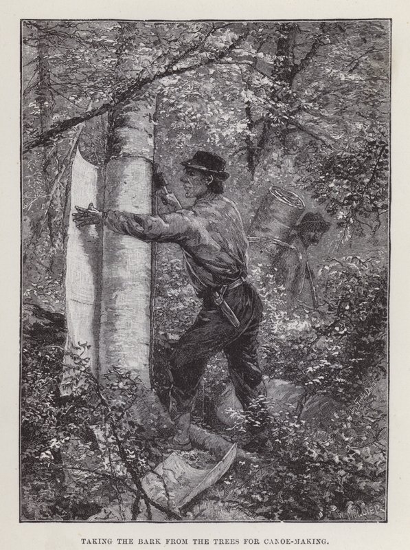 De schors van de bomen halen voor het maken van kano