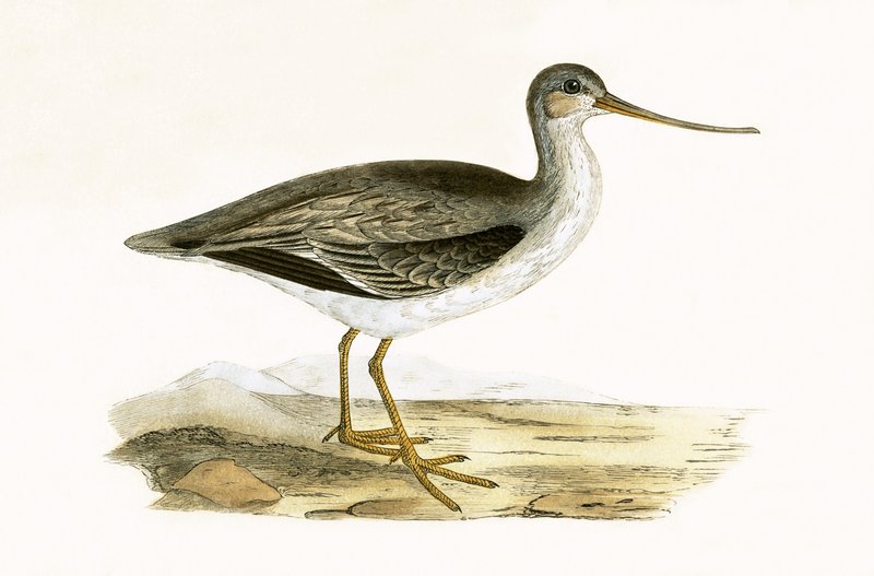 Terek Grutto, illustratie uit 